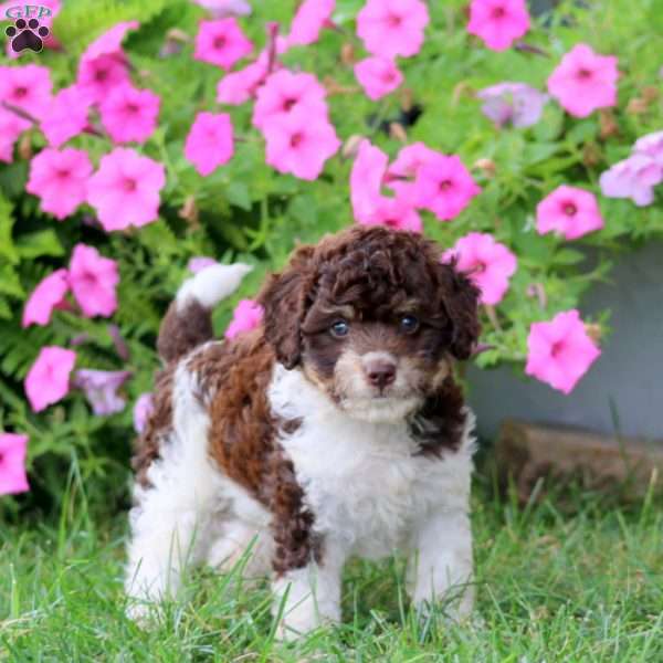 Melanie, Cavapoo Puppy