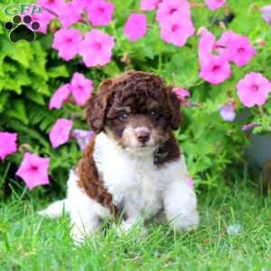 Melanie, Cavapoo Puppy