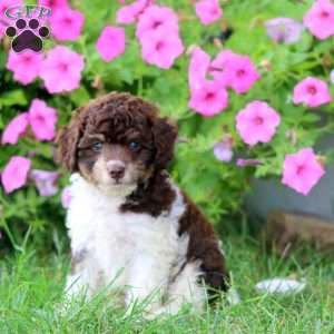 Melanie, Cavapoo Puppy
