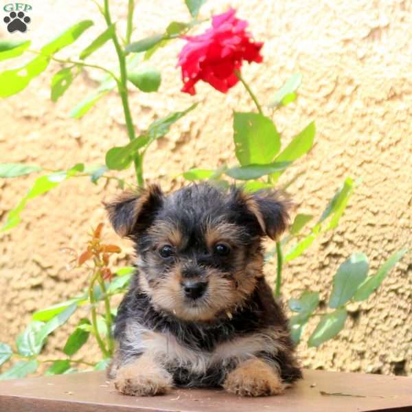 Melissa, Yorkie Puppy