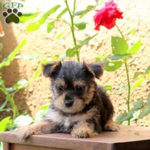Melissa, Yorkie Puppy