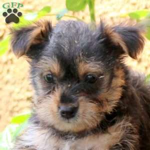 Melissa, Yorkie Puppy
