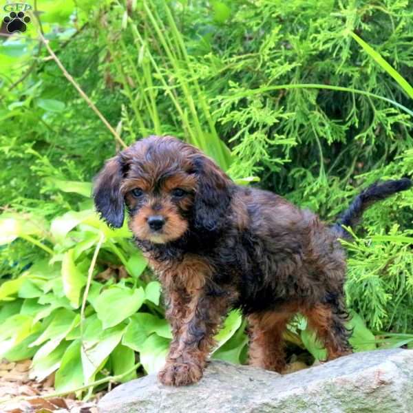 Mella, Cavapoo Puppy