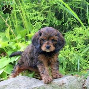 Mella, Cavapoo Puppy