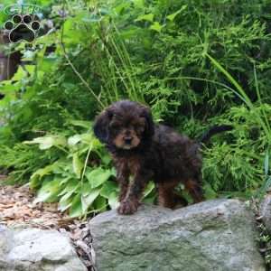Mella, Cavapoo Puppy