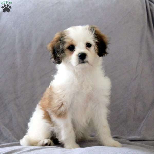 Melody, Cavachon Puppy