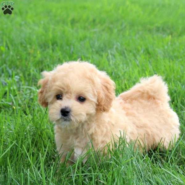 Melody, Bich-Poo Puppy