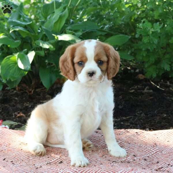 Melody, Cavalier King Charles Spaniel Puppy
