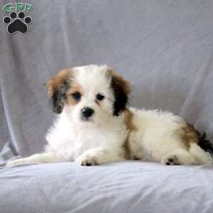 Melody, Cavachon Puppy