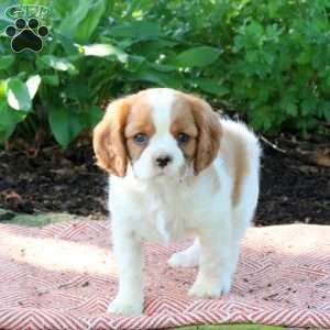 Melody, Cavalier King Charles Spaniel Puppy