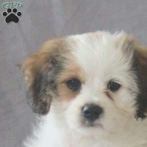 Melody, Cavachon Puppy