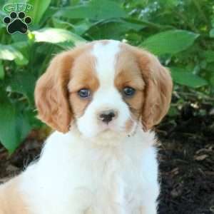 Melody, Cavalier King Charles Spaniel Puppy