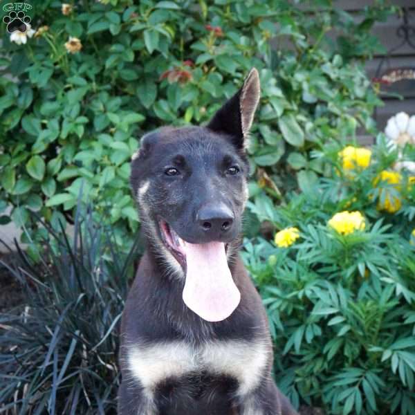 Melody, German Shepherd Puppy