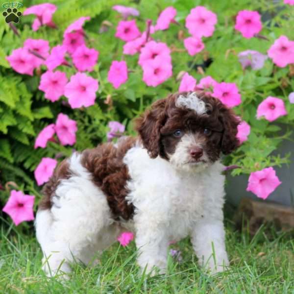 Merle, Cavapoo Puppy