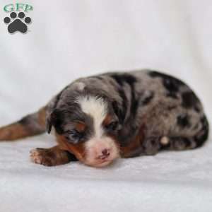 Merrick, Mini Bernedoodle Puppy