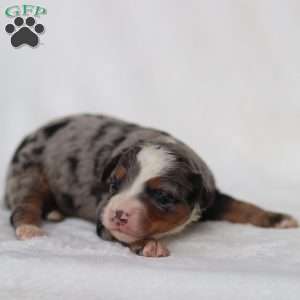 Merrick, Mini Bernedoodle Puppy