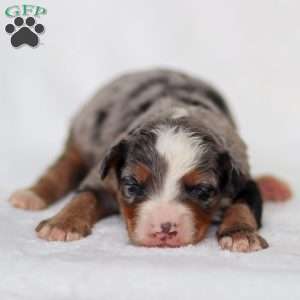Merrick, Mini Bernedoodle Puppy
