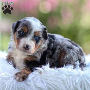 Merrick, Mini Bernedoodle Puppy