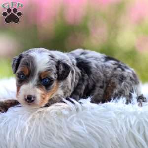 Merrick, Mini Bernedoodle Puppy