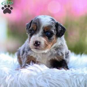 Merrick, Mini Bernedoodle Puppy