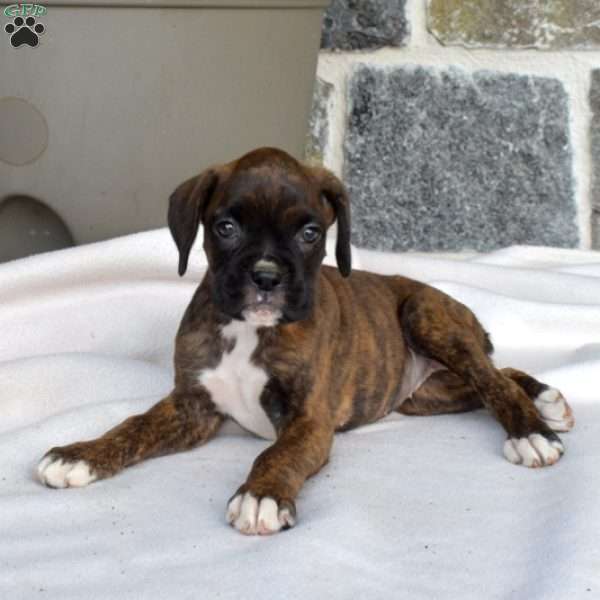 Mia, Boxer Puppy