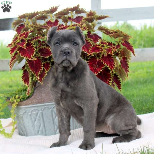 Mia, Cane Corso Puppy