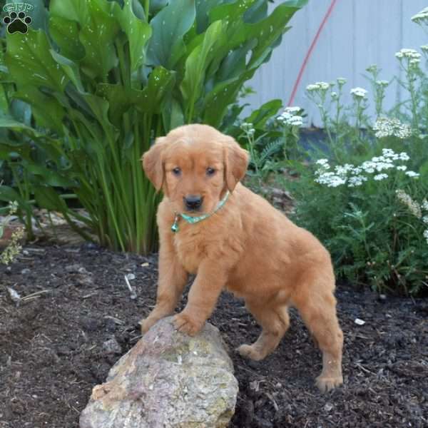 Mia, Golden Retriever Puppy