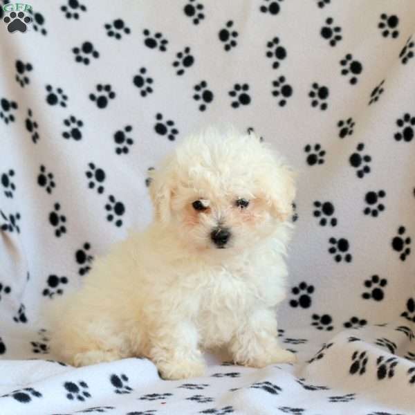 Mia, Bichon Frise Puppy