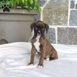 Mia, Boxer Puppy