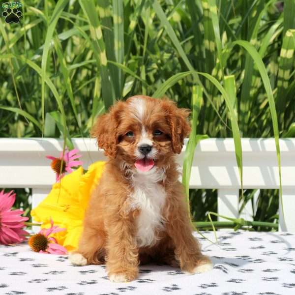 Mia, Cavapoo Puppy