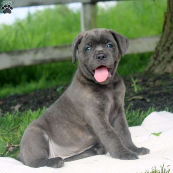 Mia, Cane Corso Puppy