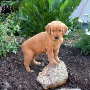 Mia, Golden Retriever Puppy