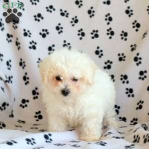 Mia, Bichon Frise Puppy