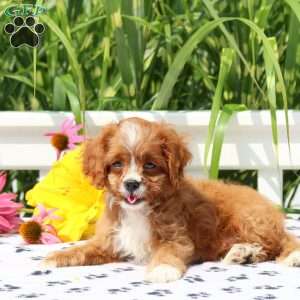 Mia, Cavapoo Puppy