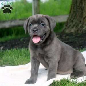 Mia, Cane Corso Puppy