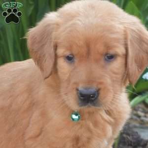 Mia, Golden Retriever Puppy