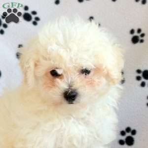 Mia, Bichon Frise Puppy