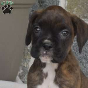 Mia, Boxer Puppy