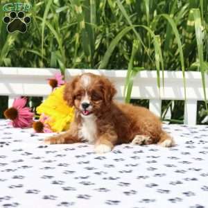 Mia, Cavapoo Puppy