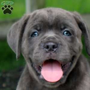 Mia, Cane Corso Puppy