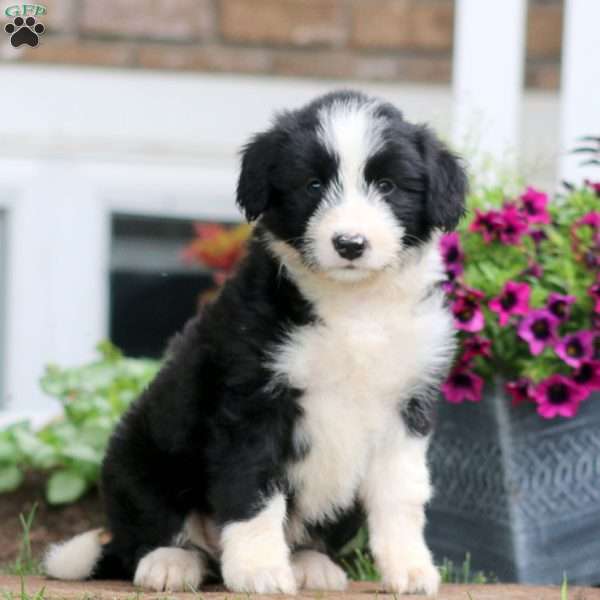 Mia, Bernese Mountain Dog Mix Puppy