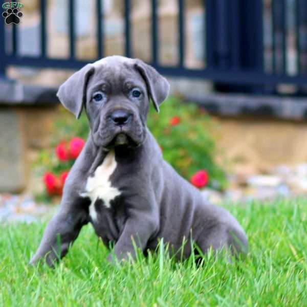 Mia, Cane Corso Puppy