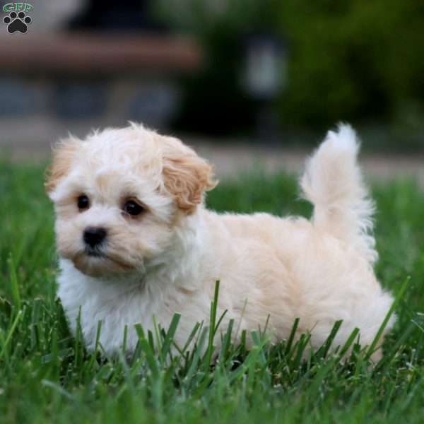 Mia, Maltese Mix Puppy