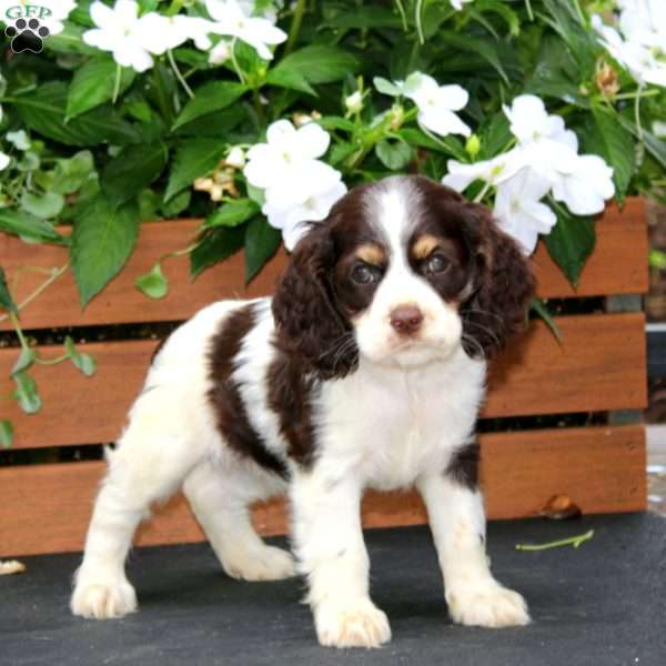 Mia, Cocker Spaniel Puppy