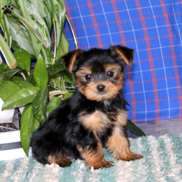 Mia, Yorkie Puppy