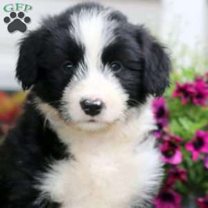 Mia, Bernese Mountain Dog Mix Puppy