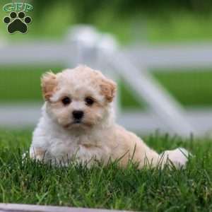Mia, Maltese Mix Puppy