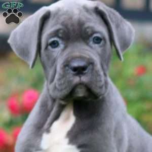 Mia, Cane Corso Puppy