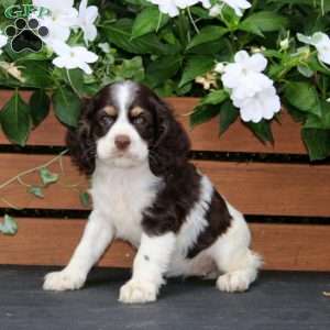 Mia, Cocker Spaniel Puppy