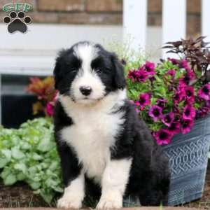Mia, Bernese Mountain Dog Mix Puppy